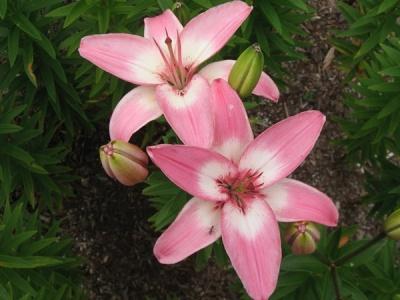 photo of bush lilies