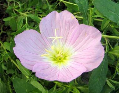 цветок Энотера