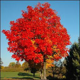 canadian red maple