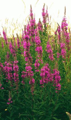 loosestrife loosestrife