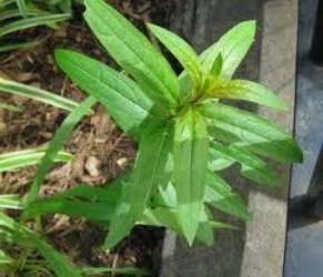 loosestrife loosestrife cultivation