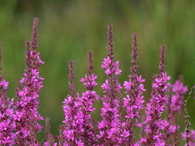 loosestrife loosestrife photo