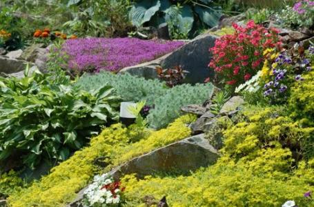 plants for alpine hills photo