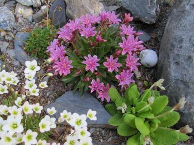 flowering plants for an alpine hill