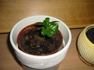 комнатное растение кофе арабика уход