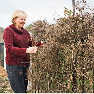 clematis autumn care