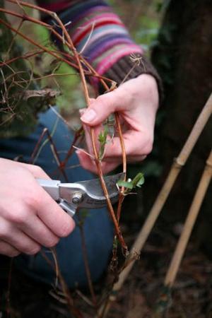 what to do with clematis in the fall