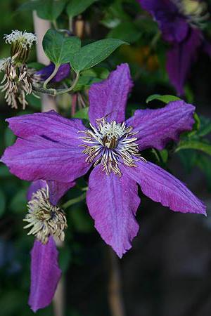 Clematis