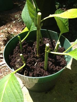 clematis cuttings in autumn