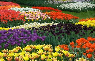 varieties of tulips