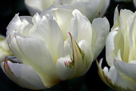 белые тюльпаны фото