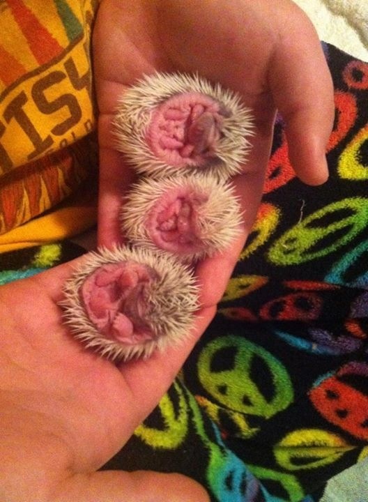 How hedgehogs are born