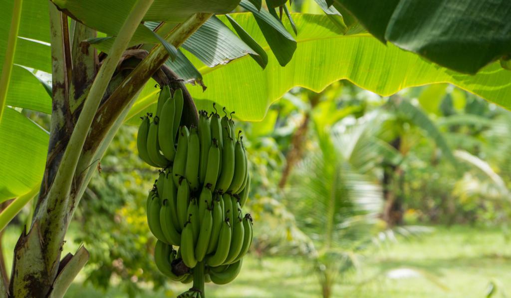 бананы польза и вред для организма