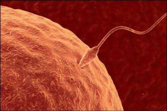 яйцеклетка и эмбрион