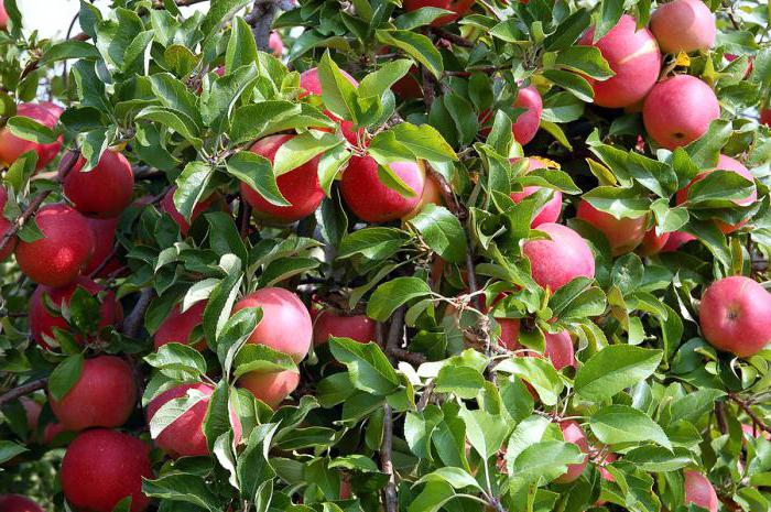 препараты от яблоневого цветоеда