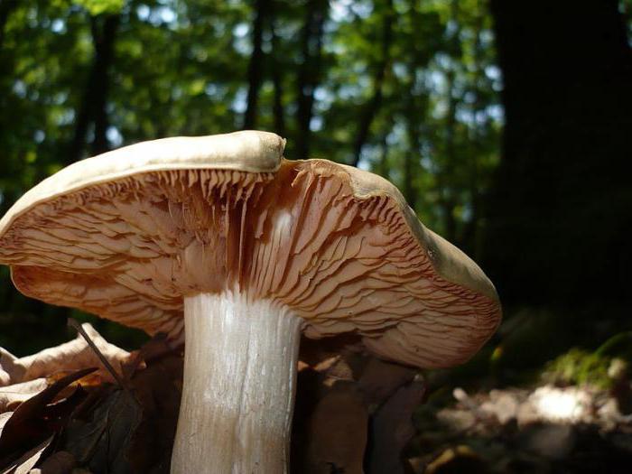 entomol poisonous mushroom