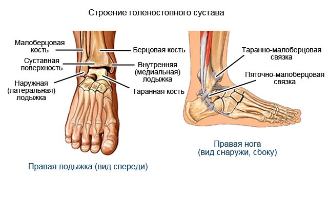 строение сустава