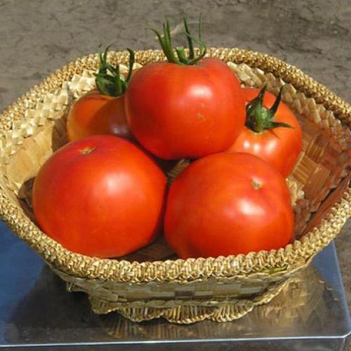 томат багира