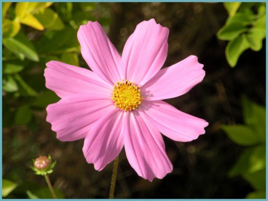 Landing and care for coreopsis