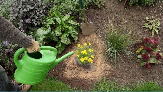 Watering Coreopsis