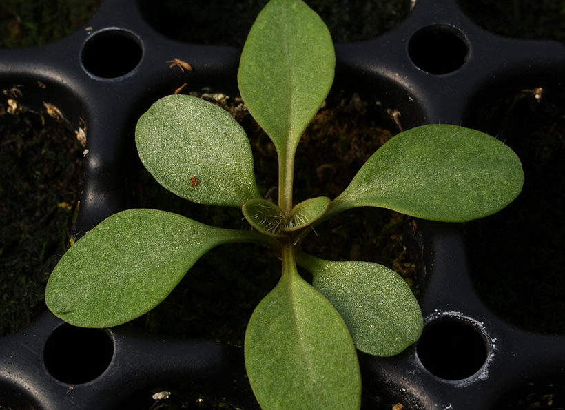 Seedlings of Coreopsis