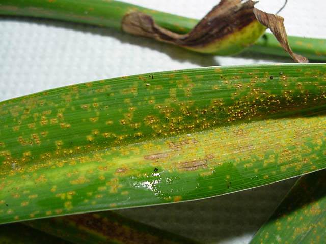 Rust on coreopsis