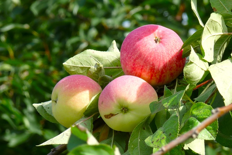 Мелроуз яблоня описание фото