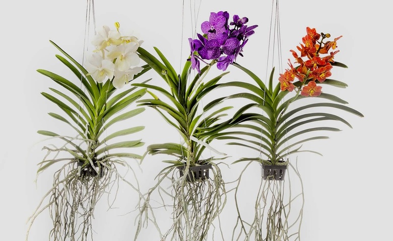Орхидея в подвесной системе