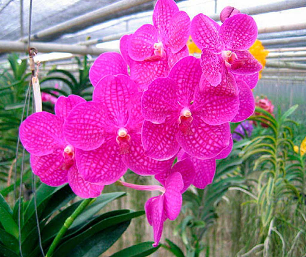 Сорт орхидеи Ванда