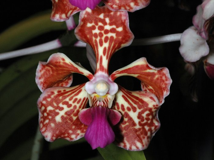 Орхидея Ванда трехцветная