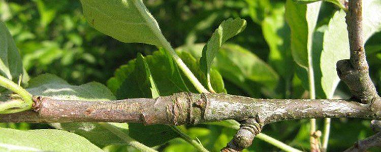 Summer pruning pears