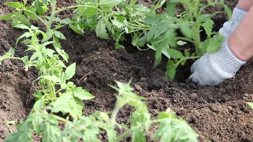 Transplanting tomato seedlings