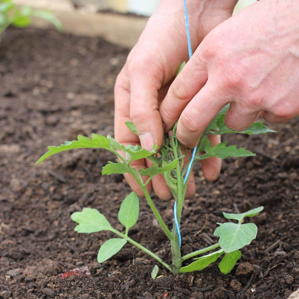 Tomato Seedlings Japanese Truffle