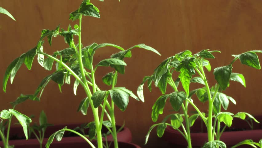 Planting seedlings