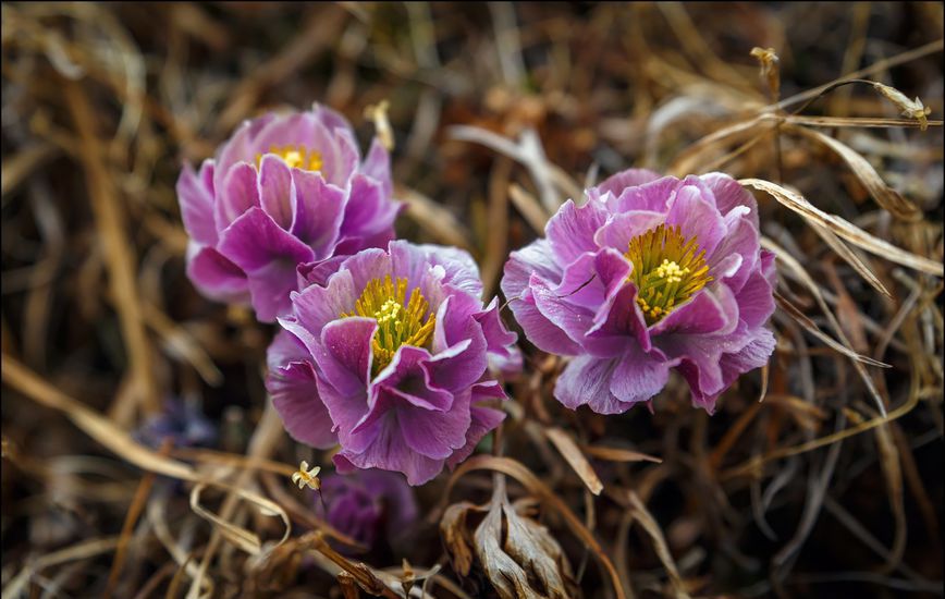 Купальница цветок фото оранжевая