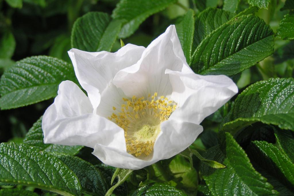 Wrinkled Rose Varieties