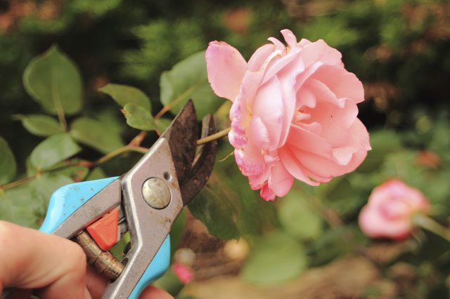 Pruning roses