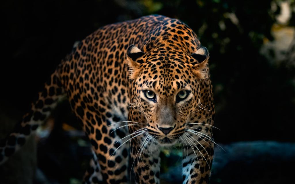 Leopard from the Big Five