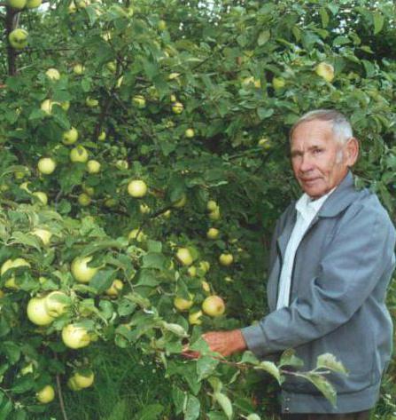 golden bryansk apple tree