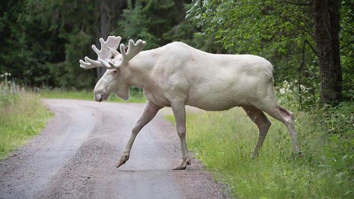 absolutely white elk