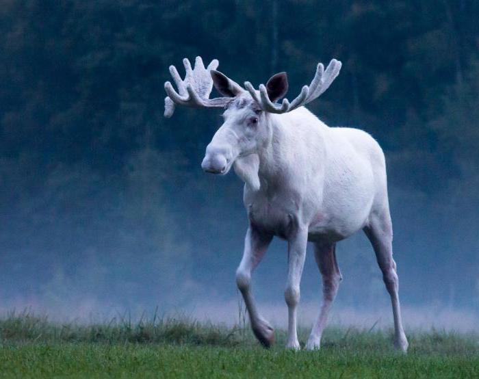 white elk