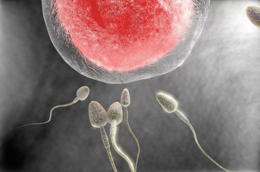 Сперматозоиды устремляются к яйцеклетке