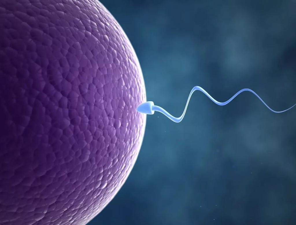 Движение сперматозоида