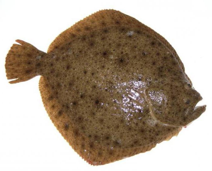 Рыба тюрбо фото и описание