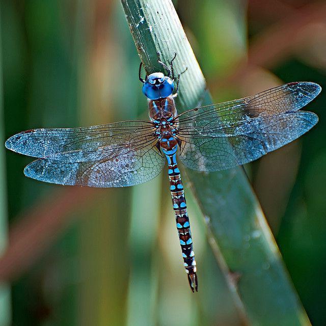 Prishvin blue dragonfly read the summary