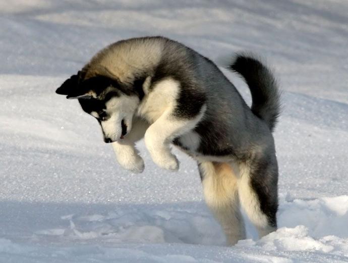 How much does a husky dog ​​cost?