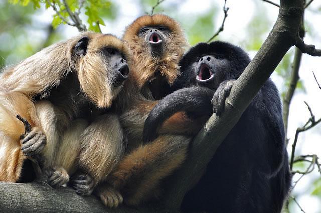 Как обезьяны общаются между собой