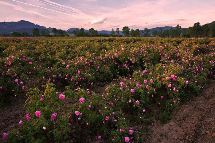 Где находится долина роз в болгарии