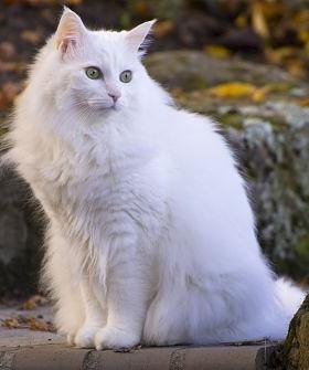 Turkish Angora cat breed