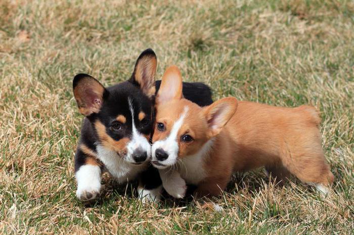 Welsh corgi pembroke and cardigan differences and comparison